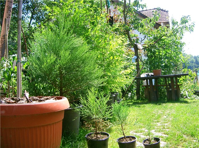 Sekvoje (S.giganteum)